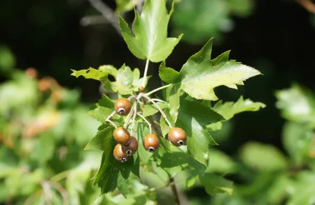 Früchte und Blätter vom Elsbeerbaum.