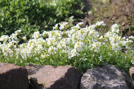 Gesunde weiß blühende Kaukasische Gänsekresse im Beet.