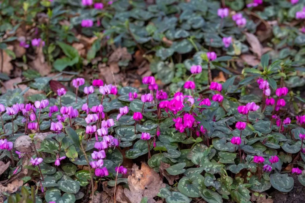 Efeublättriges Alpenveilchen im Garten.