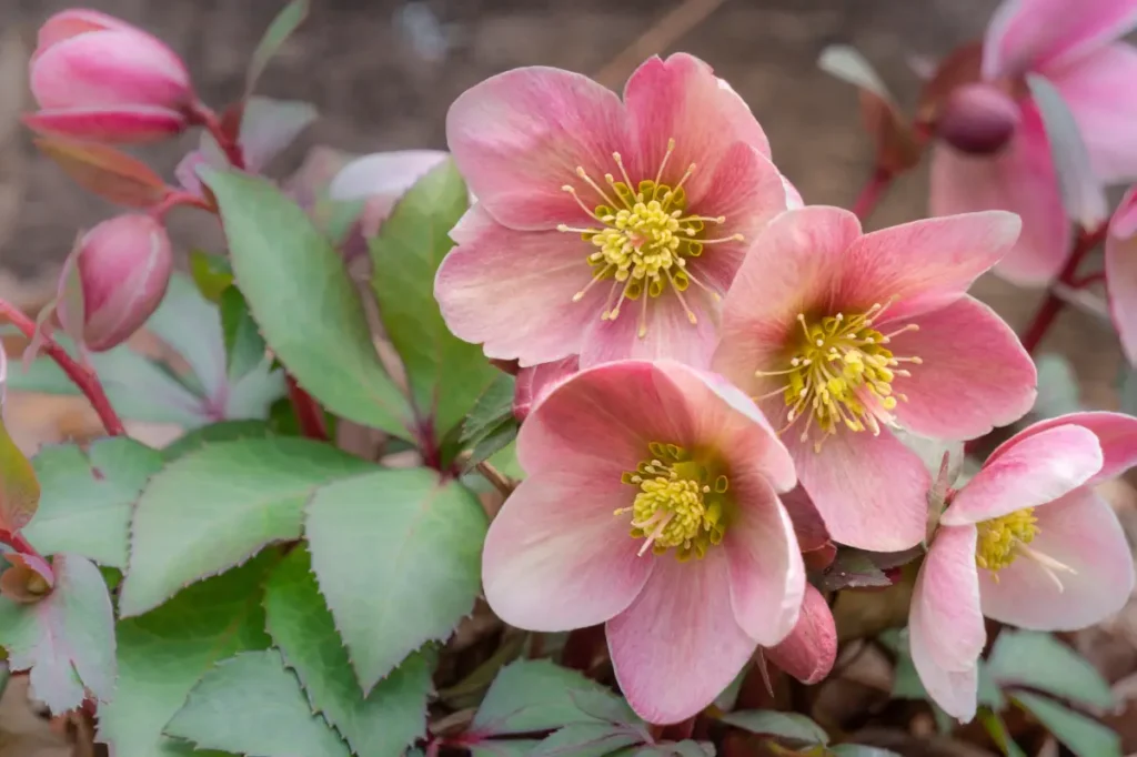 Rosa Christrose in winterlicher Umgebung.