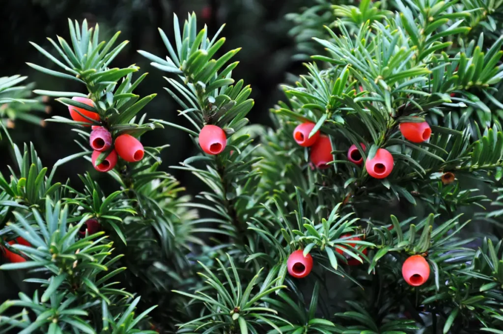 Eibe mit roten Beeren im Garten.