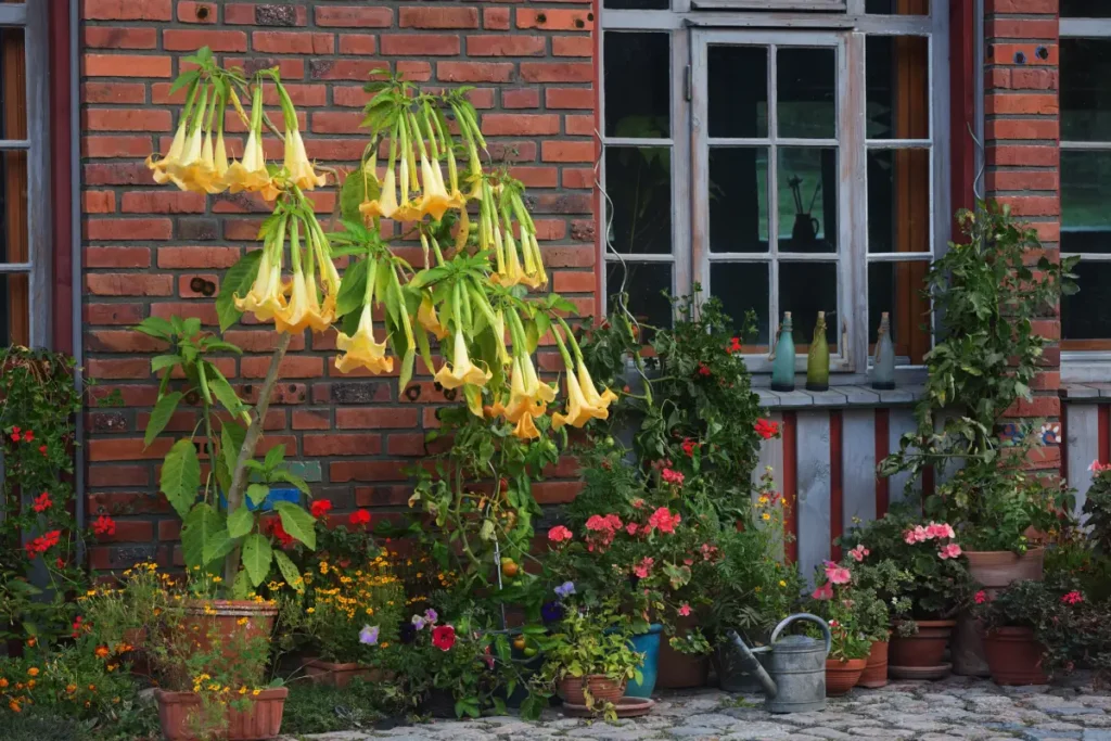 Große hängende Blüten der Engelstrompete.