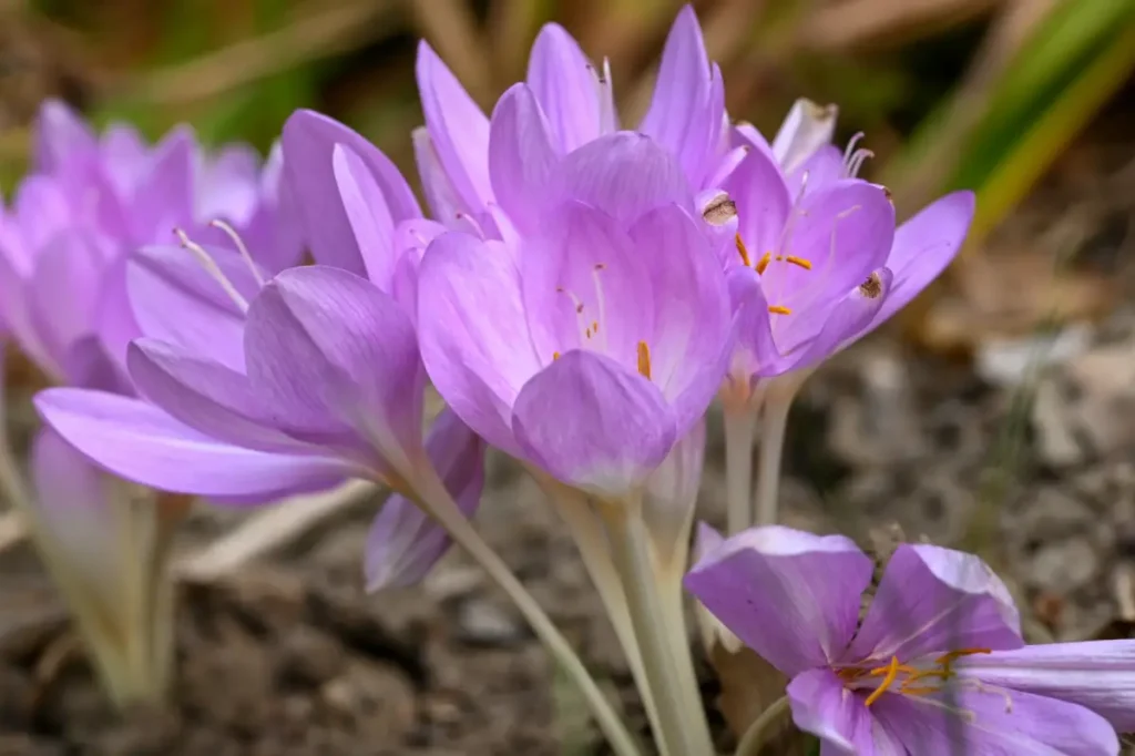 Violette Blüten der Herbstzeitlosen.