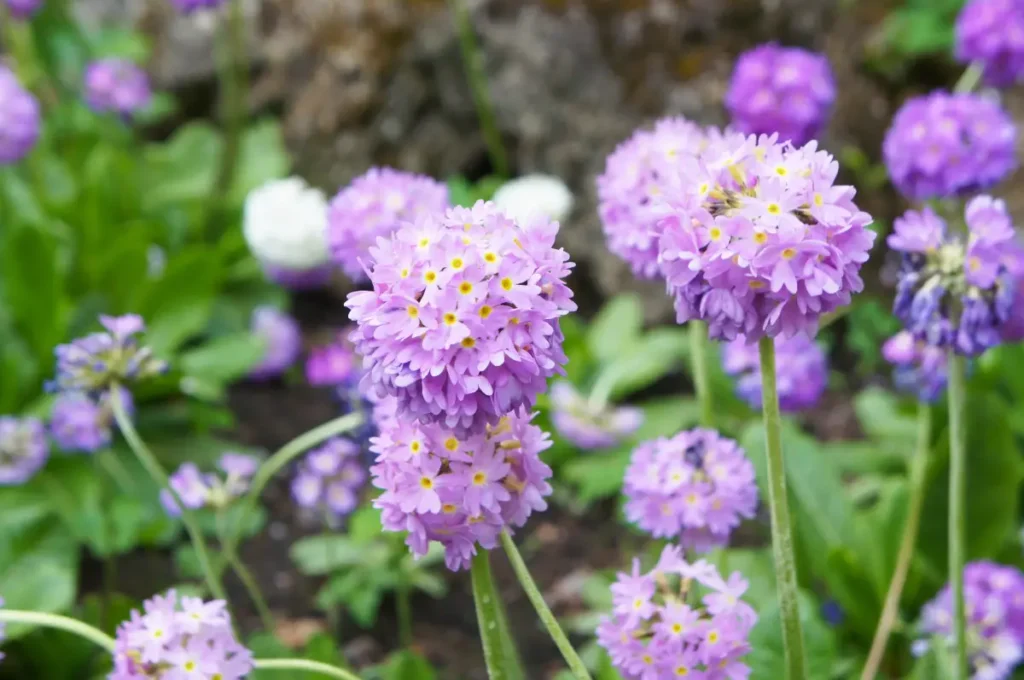 Kugel-Primel mit kugelförmiger Blüte im Frühling.