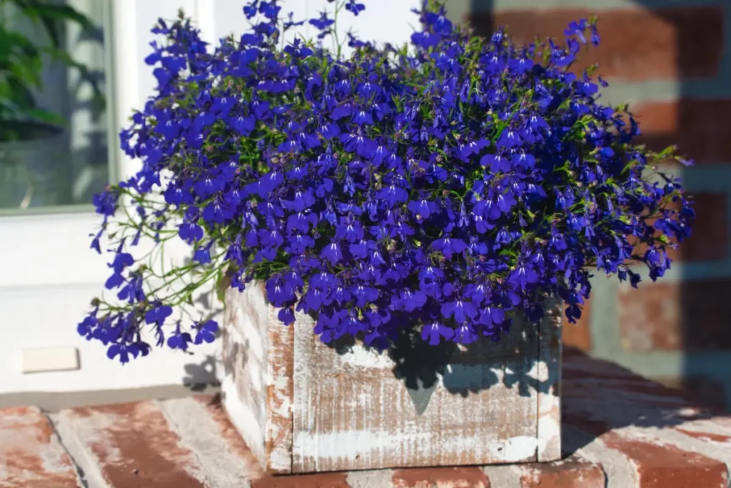 Lobelie mit blauen Blüten in einem Balkonkasten.