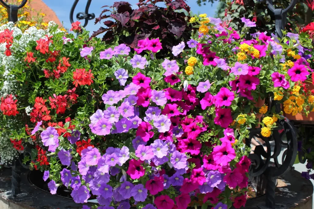 Bunte Petunien im Blumenkasten.
