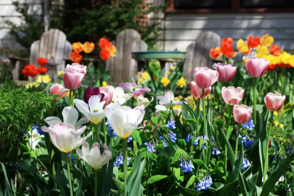 Mehrfarbige Tulpen in einem Blumenbeet.