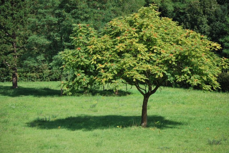 Götterbaum pflanzen – Besonderheiten und Anleitung