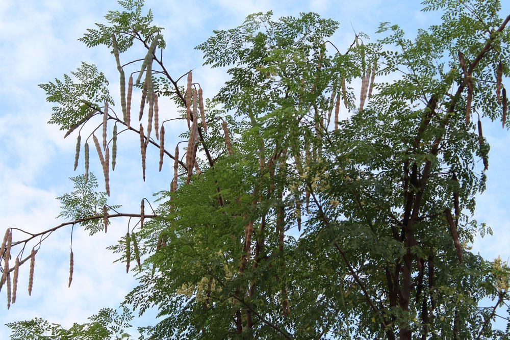 Meerrettichbaum vermehren – Mit Stecklingen & Samen zum Erfolg