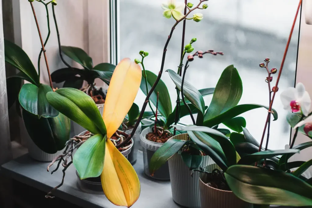Orchidee auf der Fensterbank mit gelben Blättern.