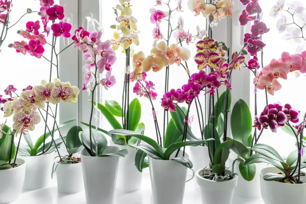 Verschiedene Orchideen-Töpfe auf dem Fensterbrett.