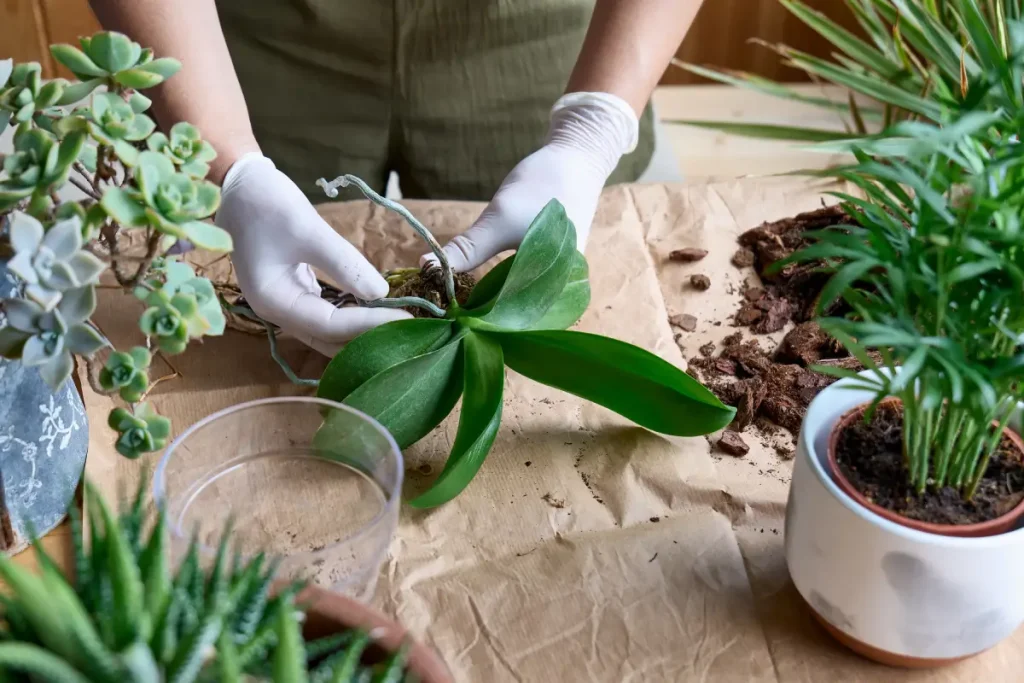 Nahaufnahme wie eine Person eine Orchidee von Substrat trennt.