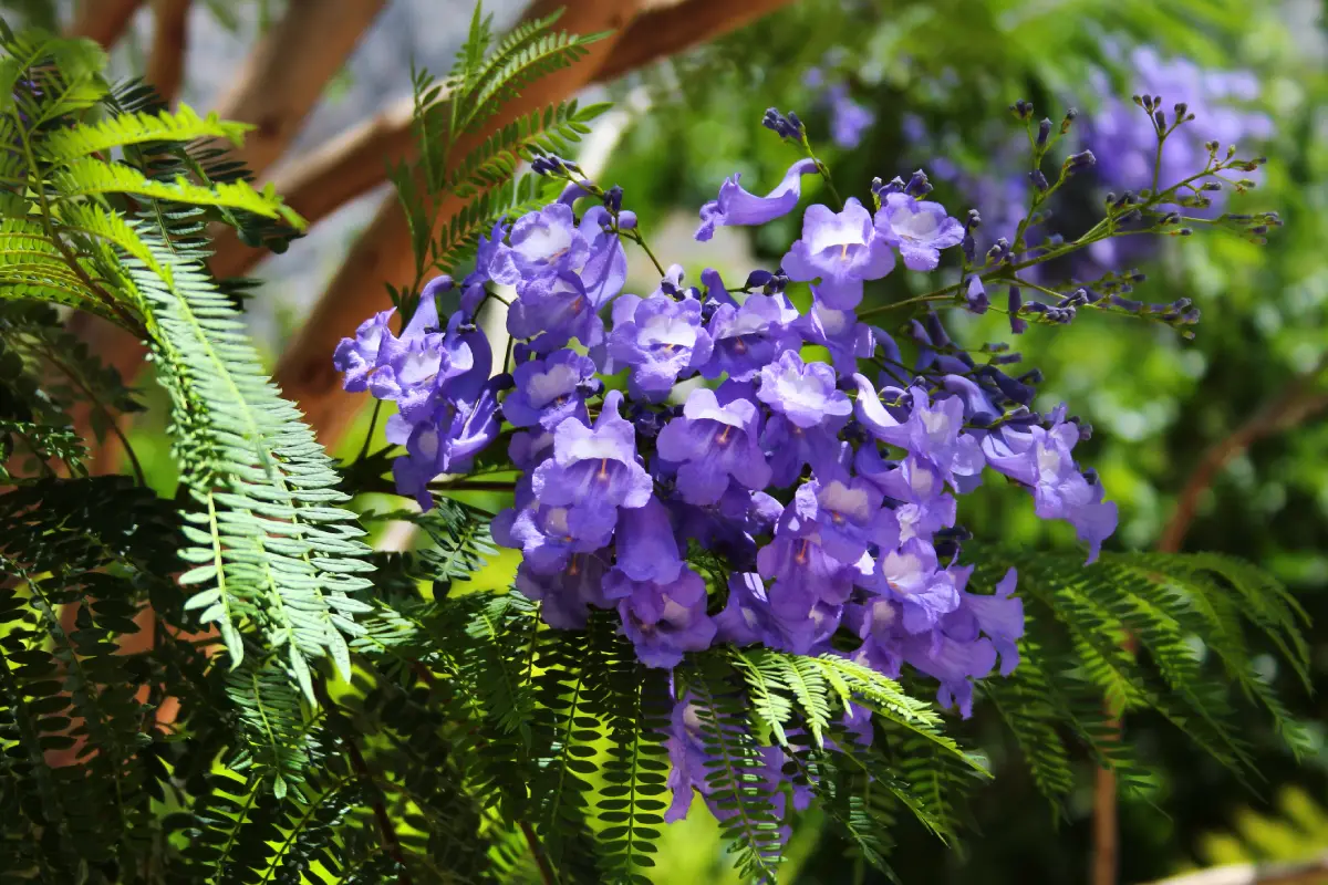 hoya compacta variegata Variegated Hoya 'Rope Plant' - Hoya Compacta Variegata main image 0