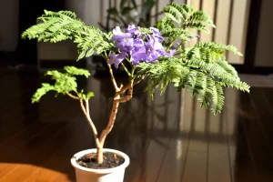 Blühender Jacaranda Baum im Blumentopf.