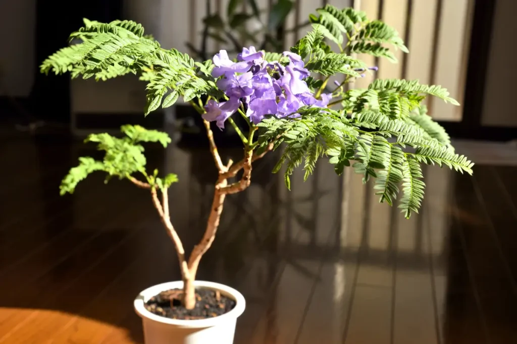 Blühender Palisanderholzbaum im Blumentopf.