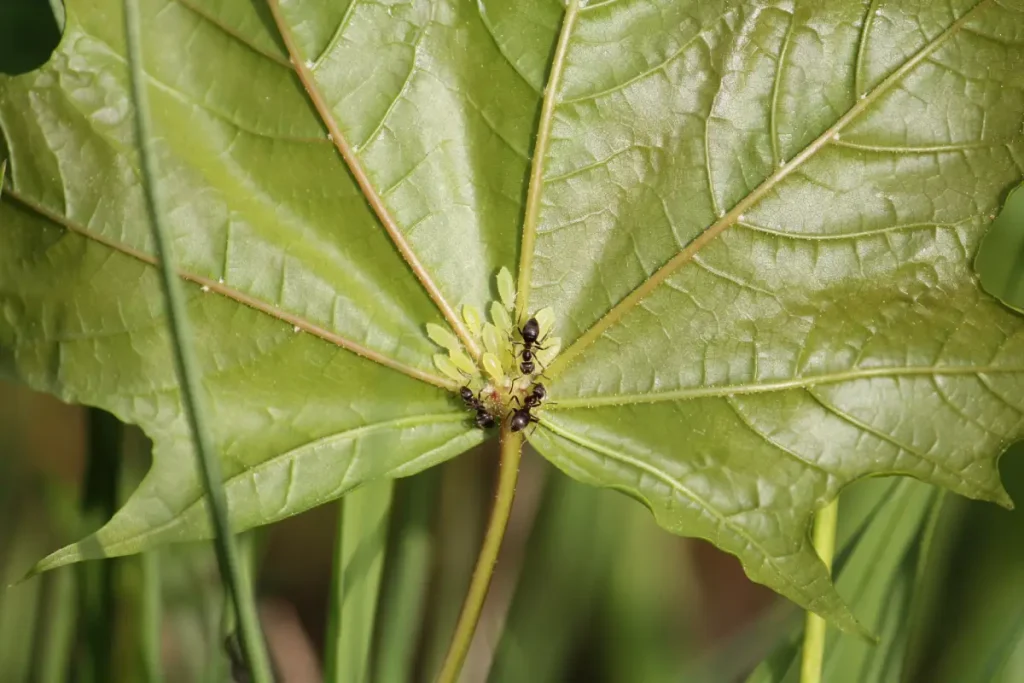 Blattläuse und Ameisen auf einem Spitzahorn-Blatt.