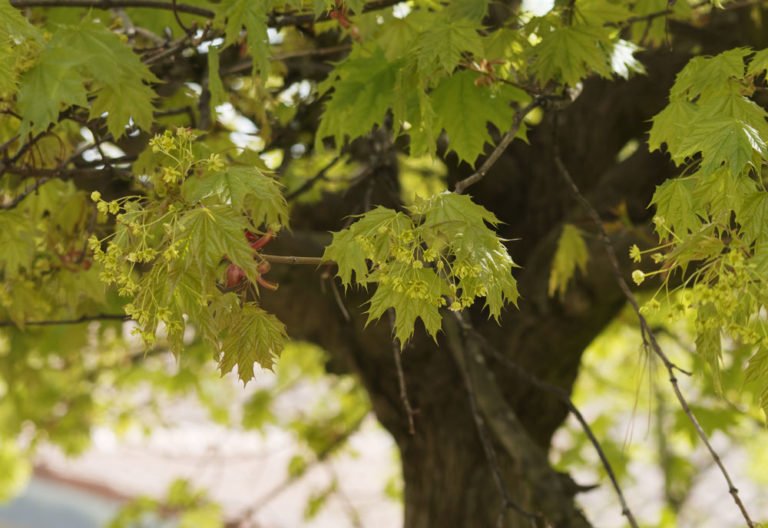 Spitzahorn – Zehn beliebte Sorten vorgestellt