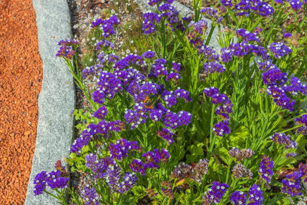 Geflügelter Strandflieder (Limonium sinuatum) im Beet.