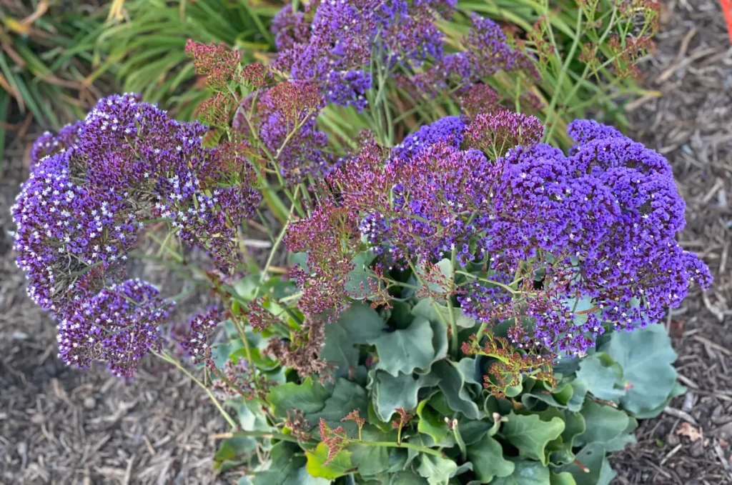 Gesunde lilafarbene Flaumhaarige Strandflieder Staude (Limonium puberulum) im Beet.