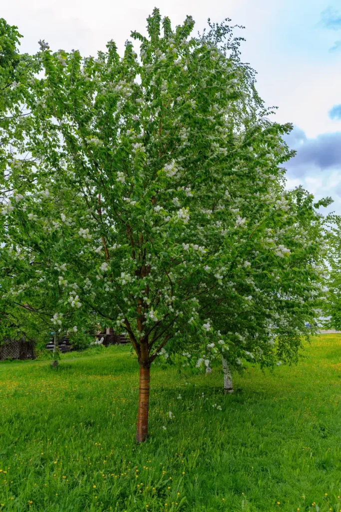 Traubenkirschenbaum in Blüte.