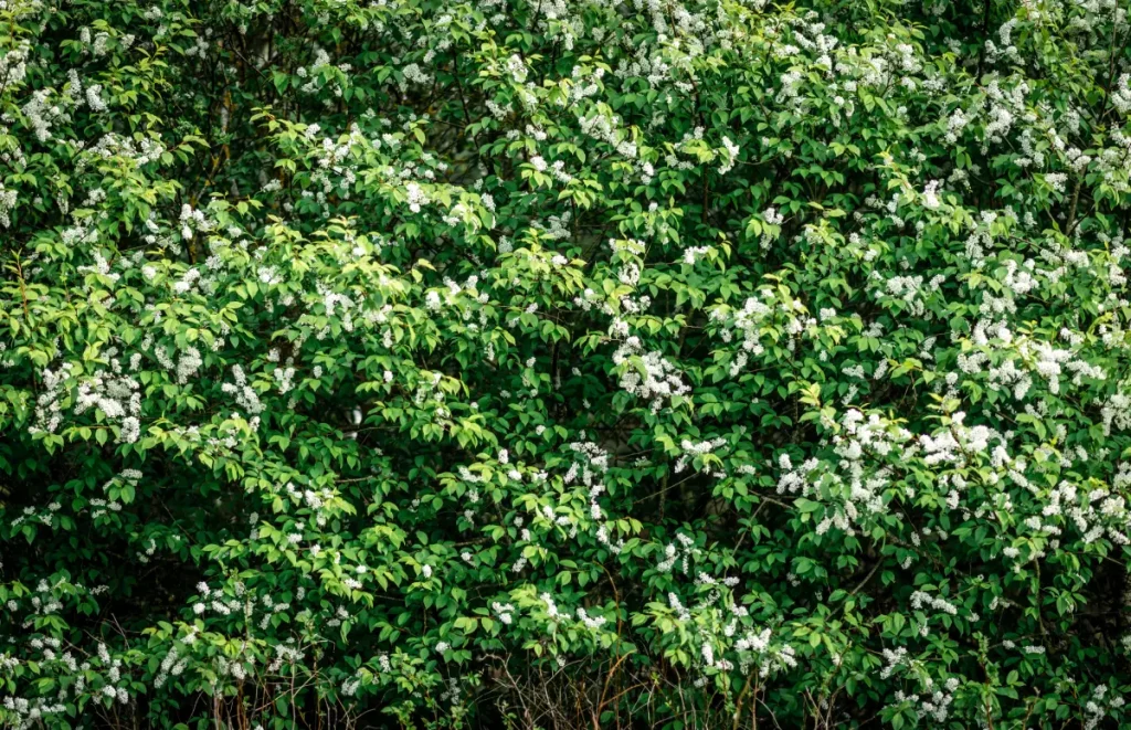 Bild einer Traubenkirschenhecke.