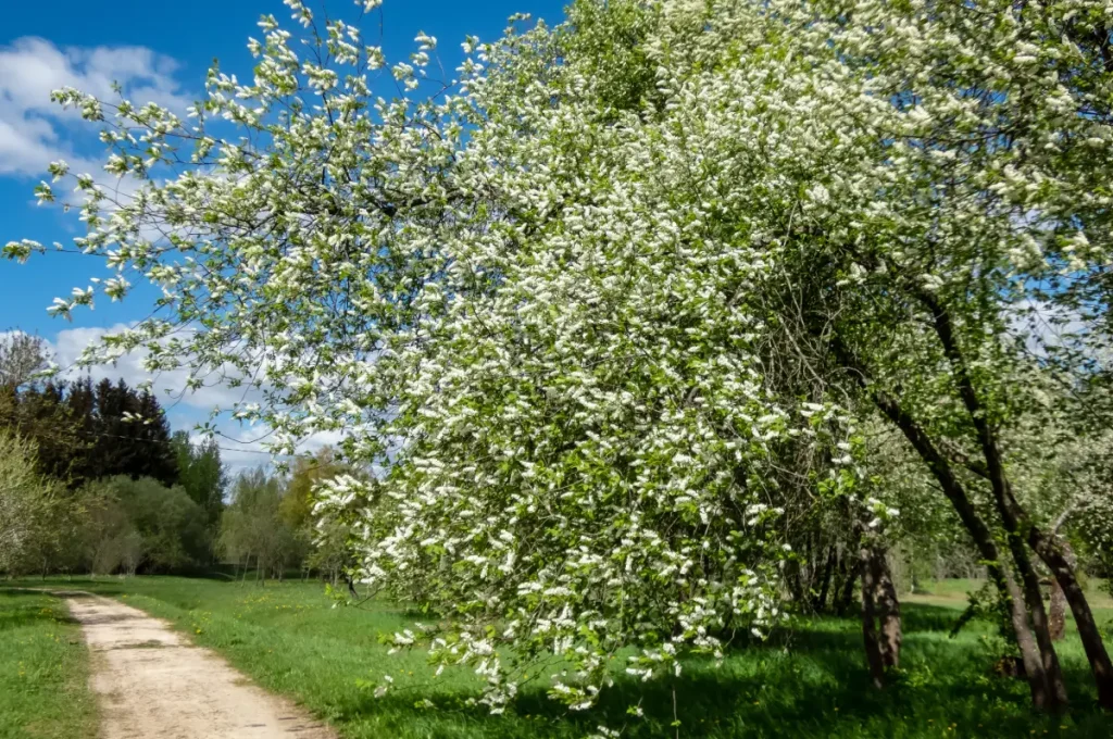 Bild einer wild gewachsenen Traubenkirsche am Feldrand.