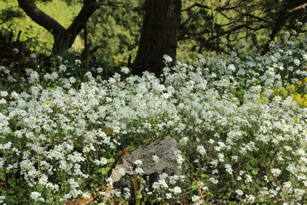 Kaukasische Gänsekresse