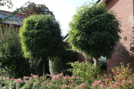 Kugelrobinie pflanzen