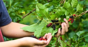 Maulbeerbaum: 6 beliebte Maulbeeren vorgestellt