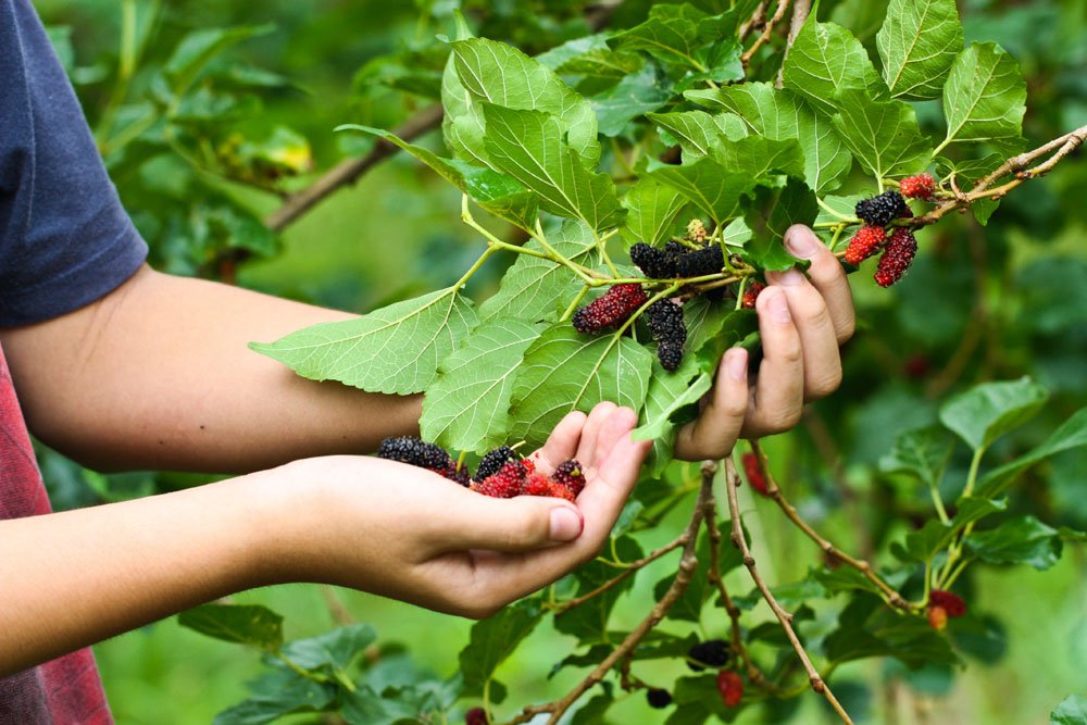 Maulbeerbaum pflegen – Tipps zum Gießen, Düngen und Schneiden