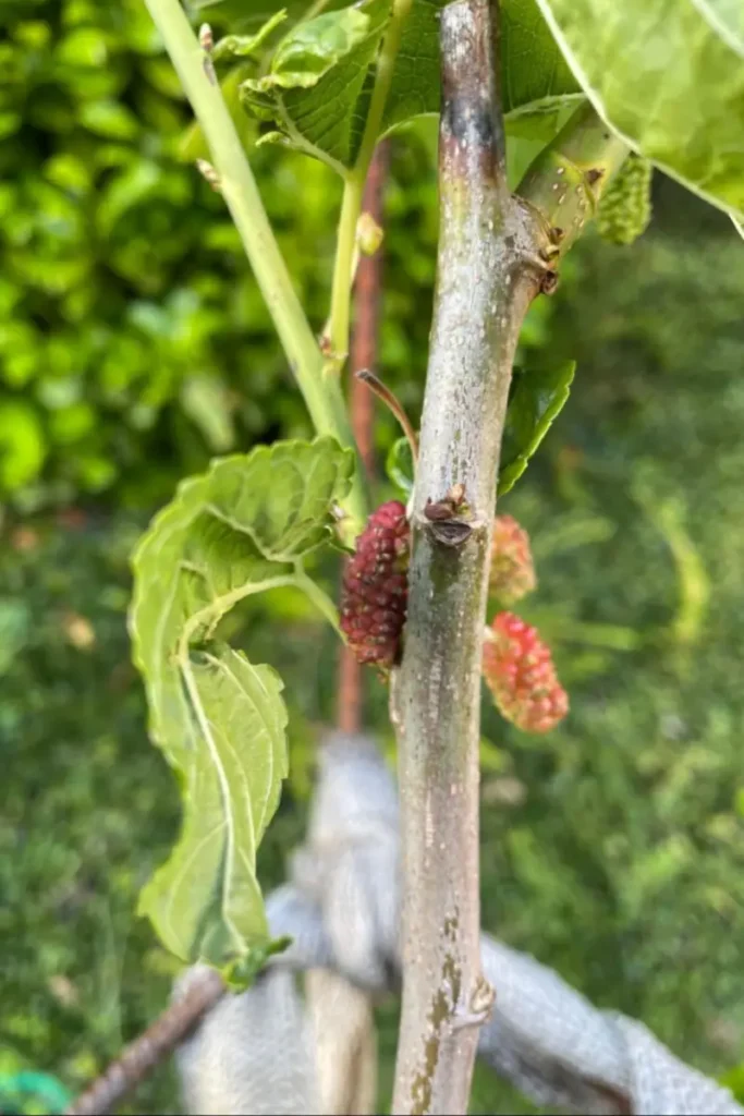 Maulbeere Illinois Everbearing