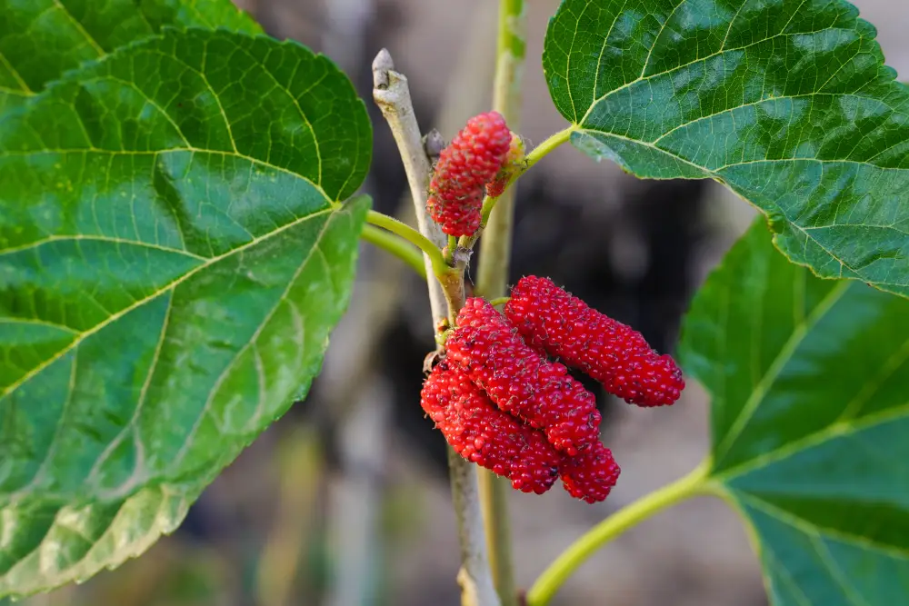 Rote Maulbeere