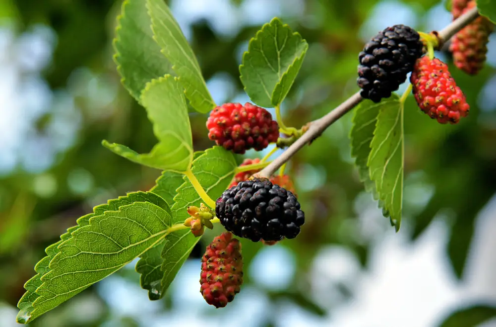 Schwarze Maulbeere