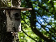 Vogelhaus aus Baumstamm bauen