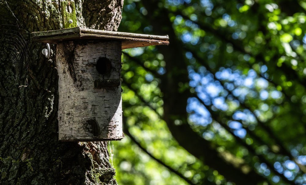Vogelhaus aus Baumstamm bauen