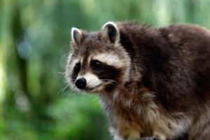 Waschbären im Garten – Anzeichen, Bekämpfung und Prävention