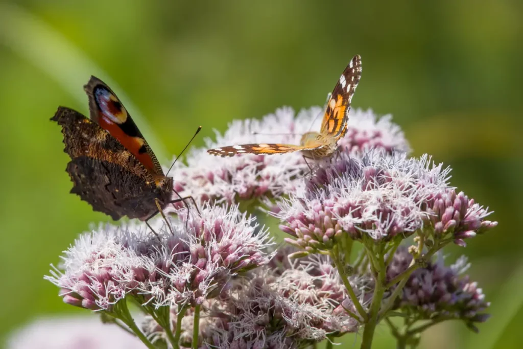 Bild von Wasserdostblüte mit haarigen Samen und zwei Schmetterlingen.