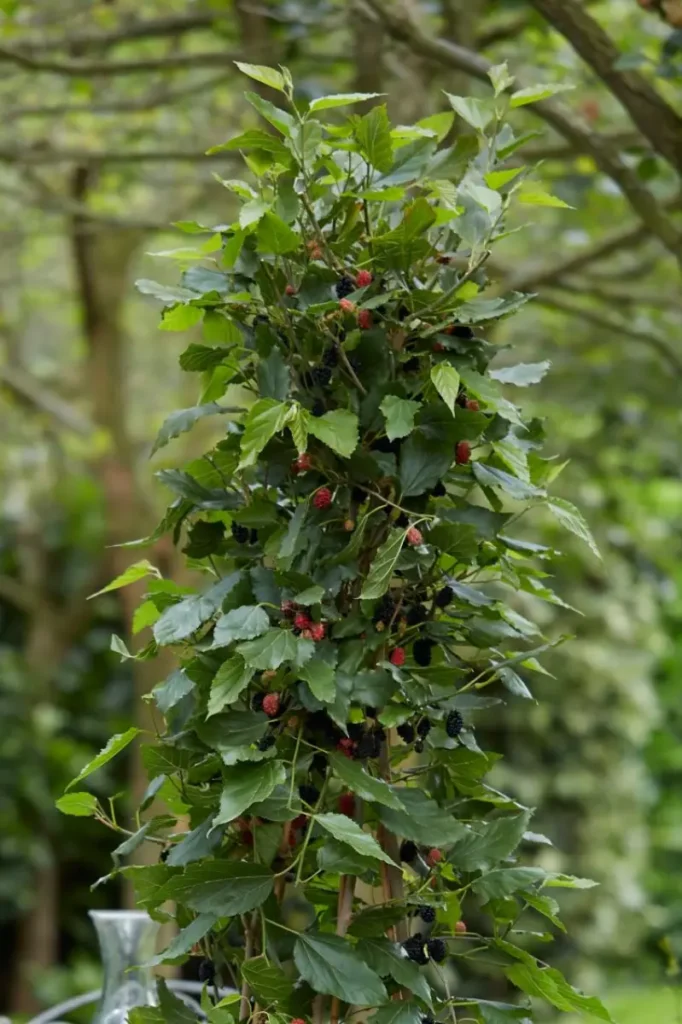 Zwerg-Maulbeere Mojo Berry