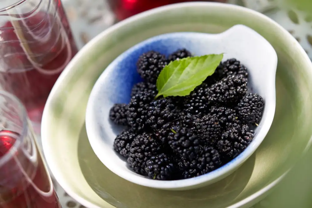 Zwerg-Maulbeere Mojo Berry