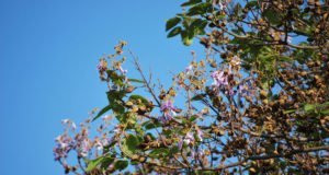 Blauglockenbaum pflanzen