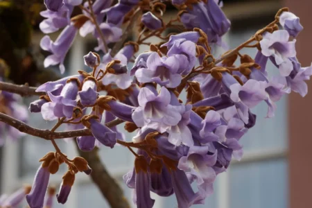 Blauglockenbaum pflanzen