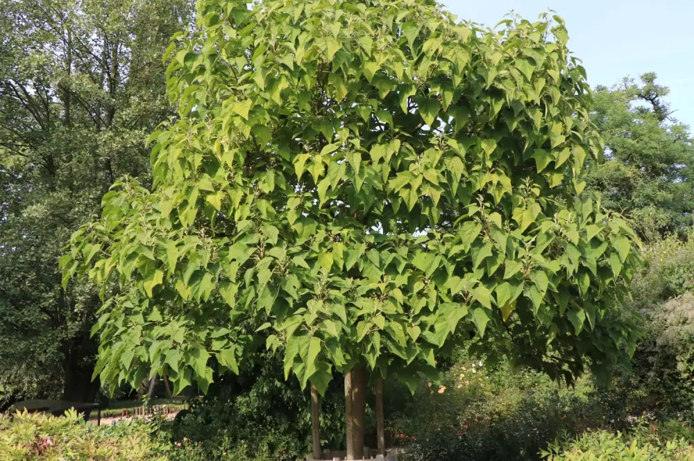 Blauglockenbaum