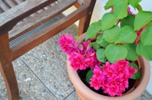 Bougainvillea überwintern