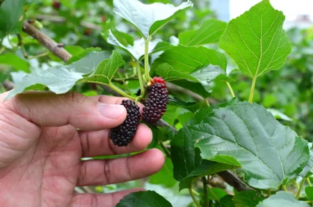 Maulbeerbaum: Krankheiten und Schädlinge erkennen und bekämpfen Bild von gesunden Maulbeerblättern und Maulbeerfrüchten.