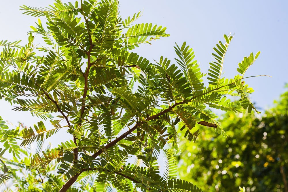 Meerrettichbaum pflegen – Moringa gießen, schneiden und Krankheiten erkennen