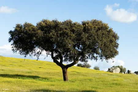 Steineiche pflanzen – Tipps zur Freiland- und Kübelhaltung Bild von einer Steineiche im Freiland.