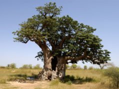 Affenbrotbaum vermehren