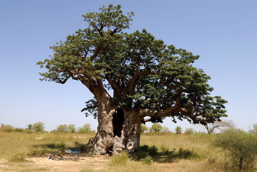Affenbrotbaum vermehren
