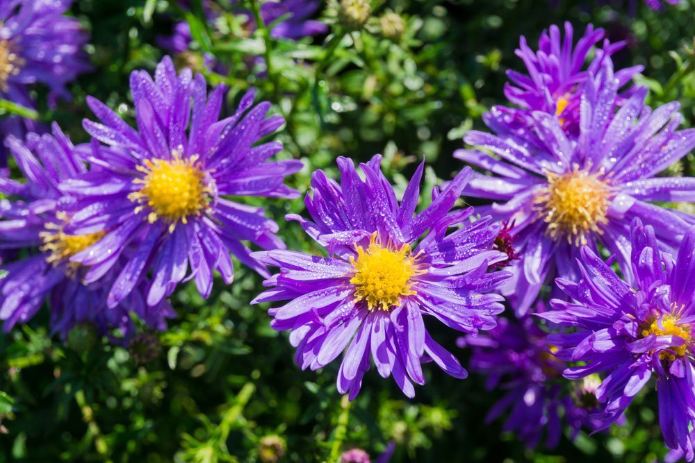 Blumen für besonders sonnige Beete