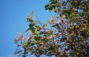Blauglockenbaum - Vermehrung mit Stecklingen und Samen
